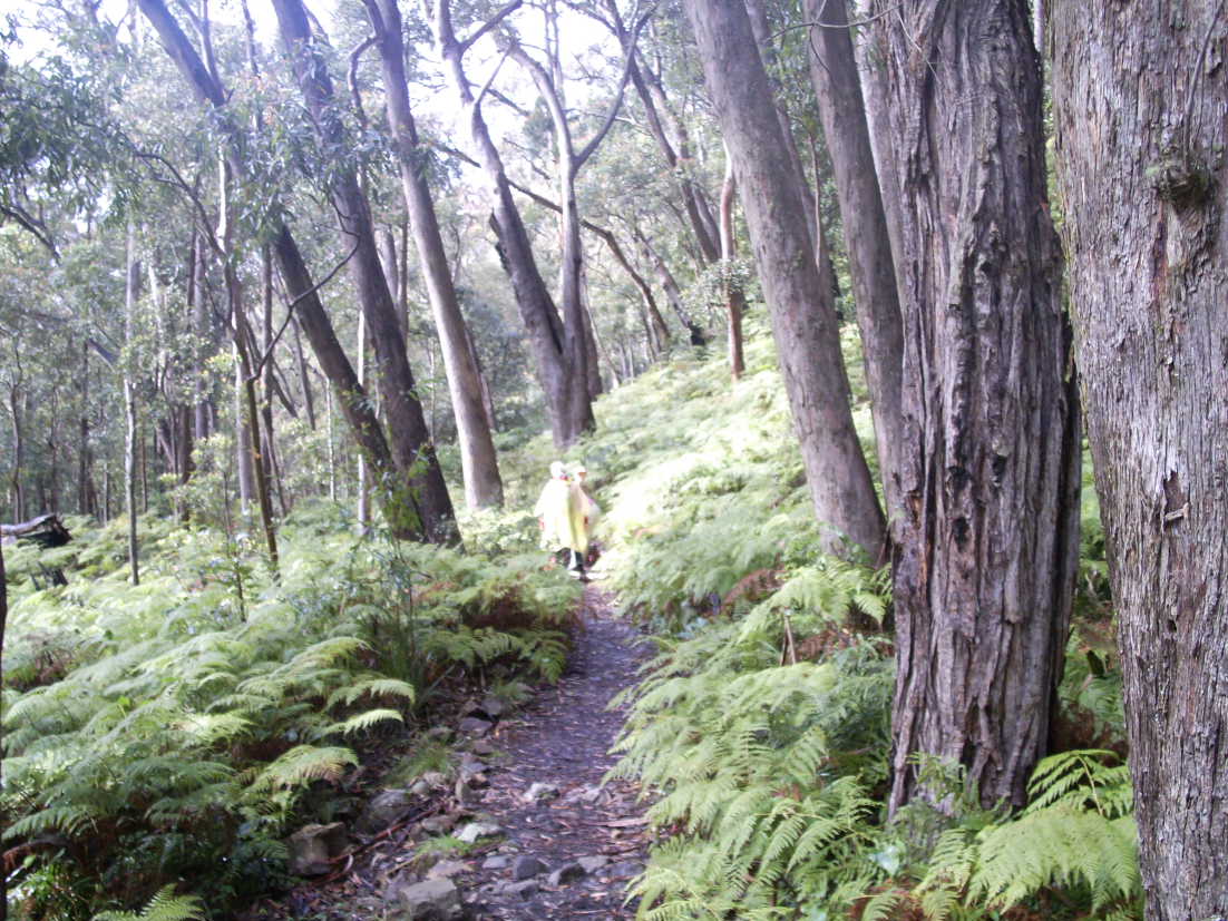 Walking through a fern forest