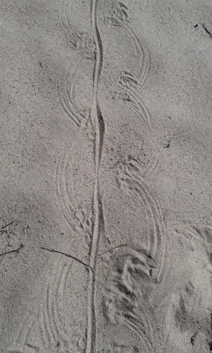 Goanna tracks on the river bed