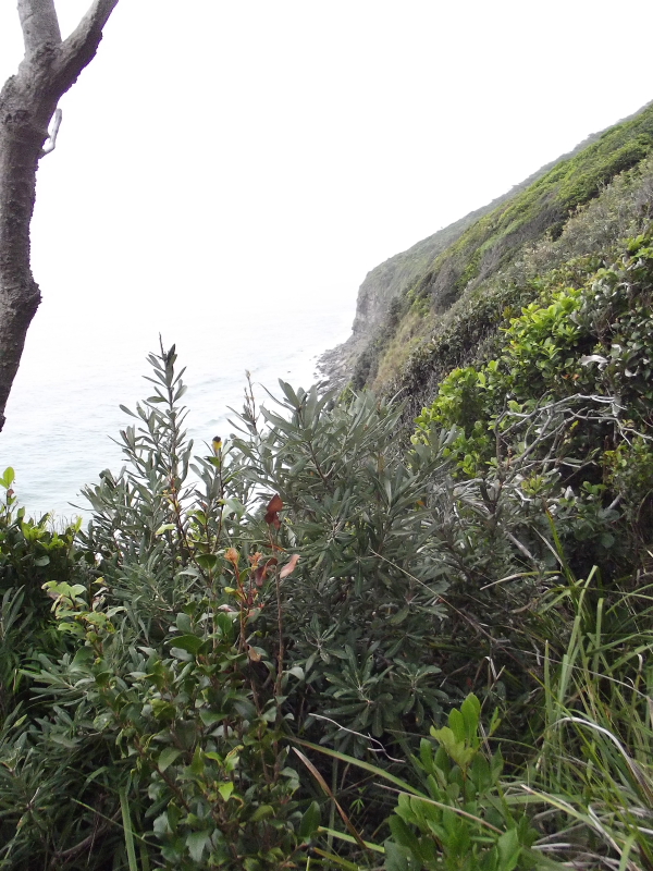 The coast line