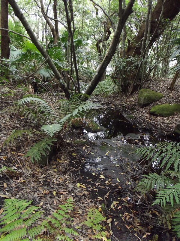 Small stream in the undergrowth
