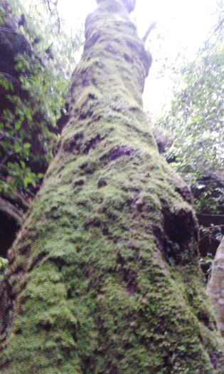 Moss covered tree in Jinki Gully