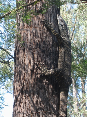 Goanna at Yerranderie